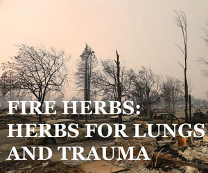 Fire Herbs: Herbs for Lungs and Trauma